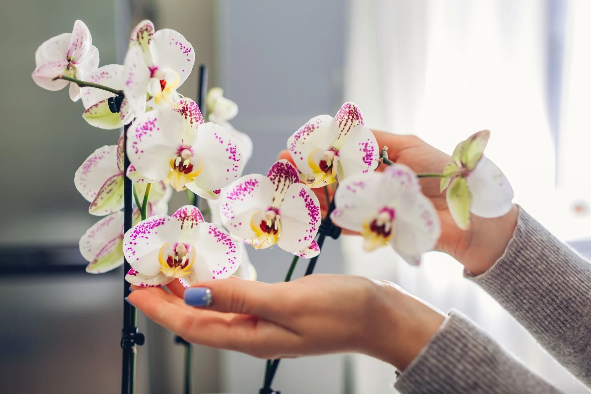 Výživný sprej. Vyrobíte ho za 5 minut a orchidej vám poděkuje kaskádou květů