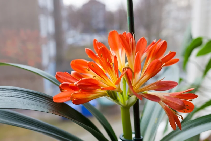 Je ještě krásnější než orchideje a navíc krásně voní. Umístěte ji na parapet.