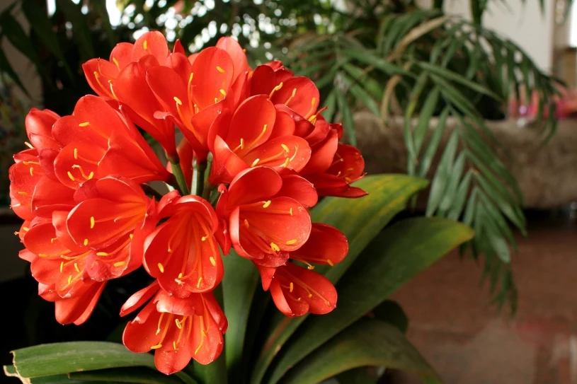 Je ještě krásnější než orchideje a navíc krásně voní. Umístěte ji na parapet.