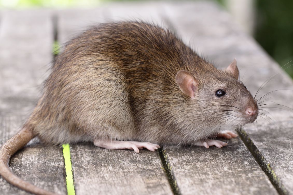Rychle je odstraňte ze zahrady. Přitahuje krysy jako magnet