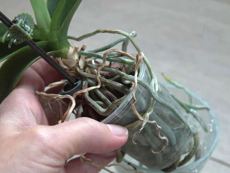 Postříkejte kořeny přípravkem z lékárny. Orchidej bude kvést jako dřív