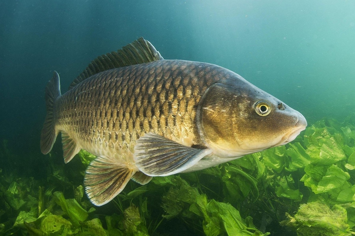 Rybář ulovil jeden z největších známých exemplářů tohoto invazivního druhu: váží téměř 28 kilogramů.