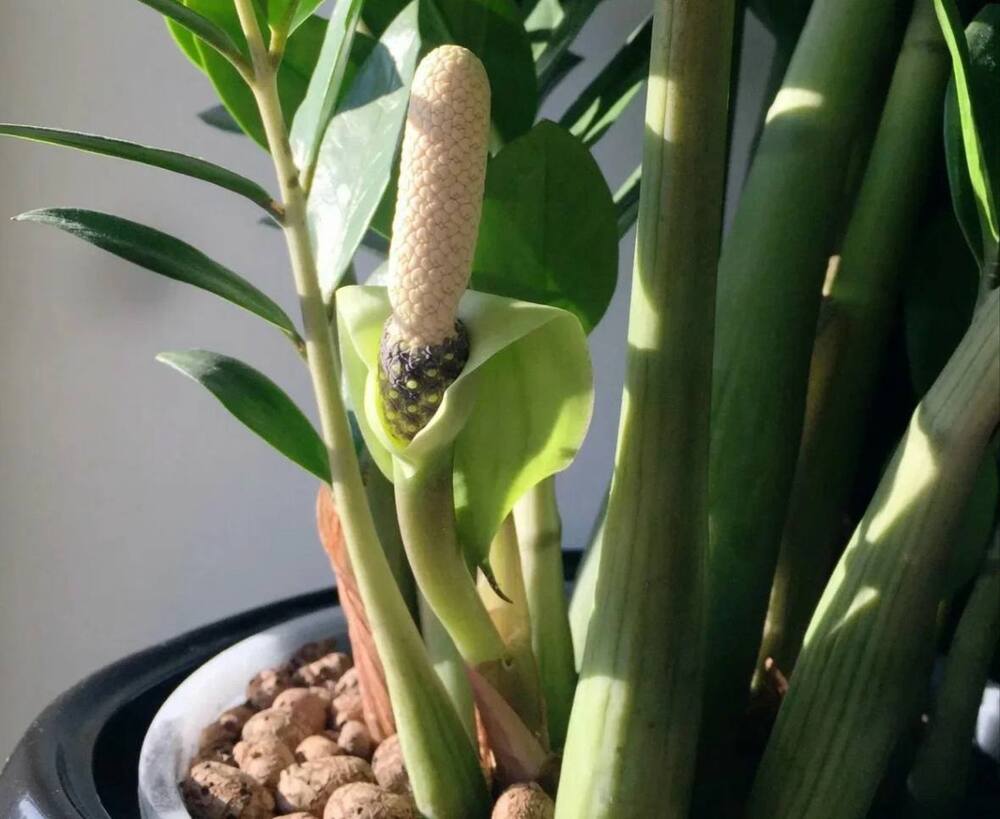 Zamioculcas žloutne, i když je správně zalévaný? Důvod vás možná překvapí