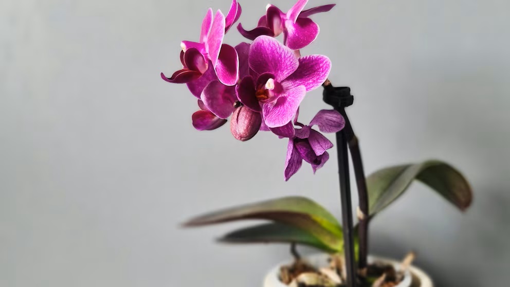 Co je lepší mít doma: jazyk tchyně nebo orchidej? AI odpovídá