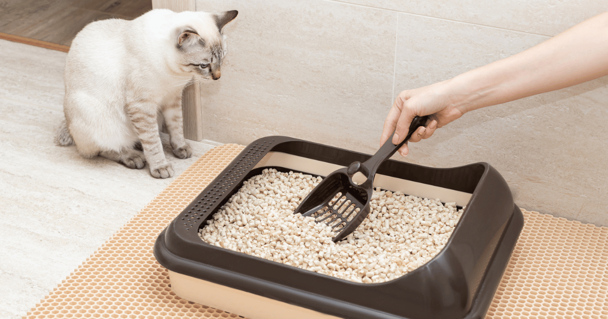 Jedná se o kuchyňskou ingredienci, která vám pomůže odstranit skvrny a zápach moči zvířat