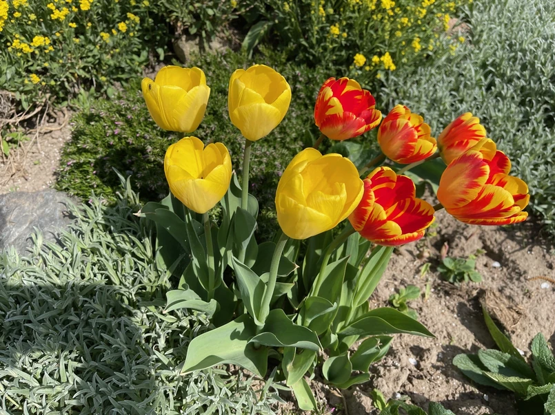 Sázení tulipánů do vaječných krabiček. Jak sázet tulipány do vaječných krabiček? Udělejte to v říjnu