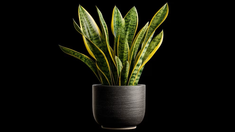 Co je lepší mít doma: jazyk tchyně nebo orchidej? AI odpovídá