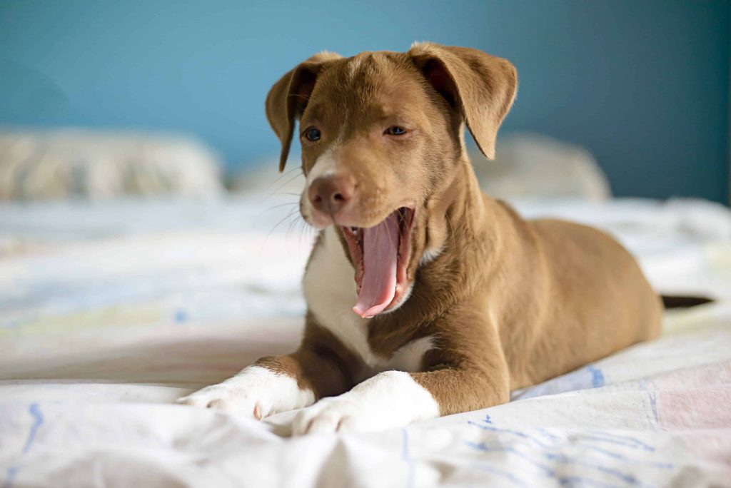 Co znamená, když váš pes zívá, když se na něj díváte, podle veterinářů