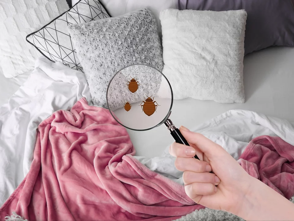 Už žádná jedlá soda! Tento prášek je skutečným hitem v boji proti štěnicím a působí okamžitě