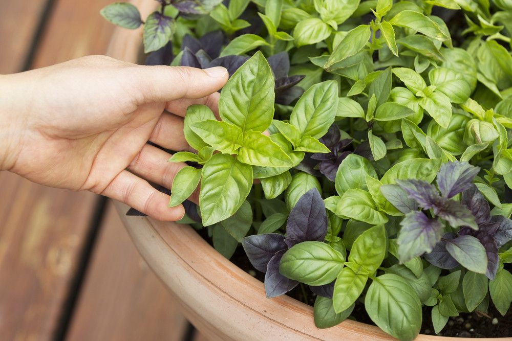 Rostlina, která naplňuje celý dům vůní a zároveň odpuzuje komáry