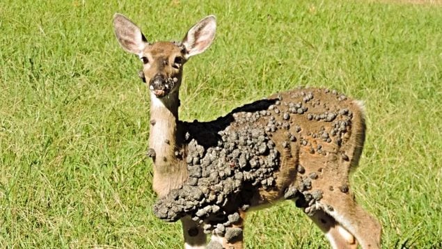 Nevhodné pro úzkostlivé osoby: nález jelenů s deformacemi a nádory znepokojuje lovce a spotřebitele