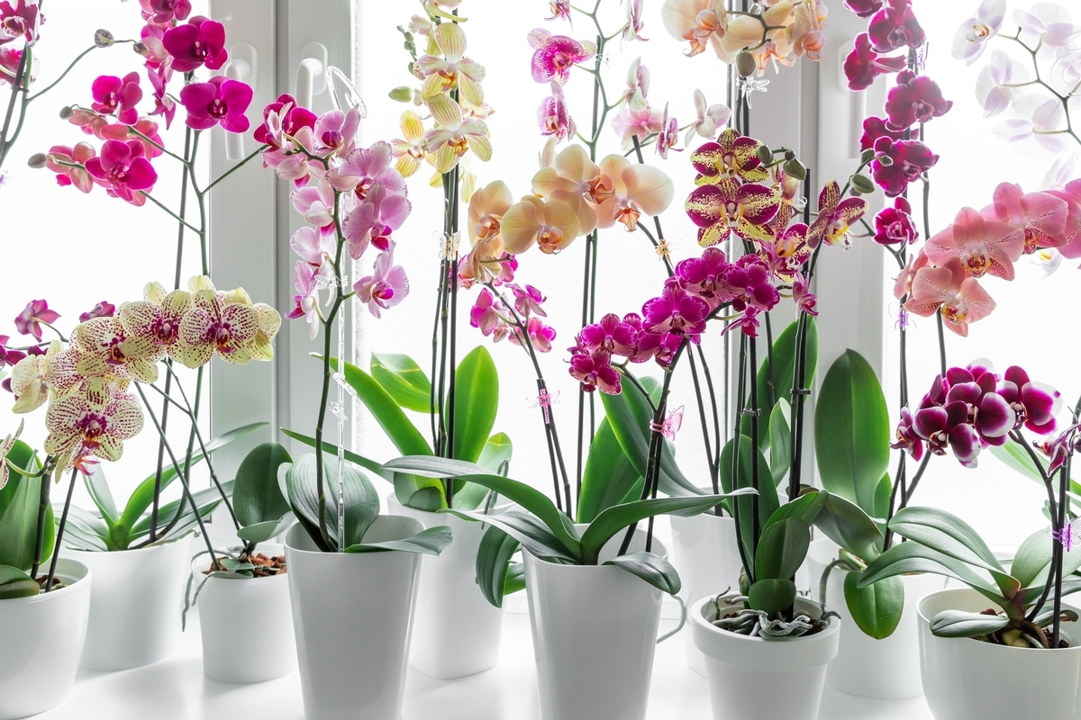 Postříkejte kořeny přípravkem z lékárny. Orchidej bude kvést jako dřív