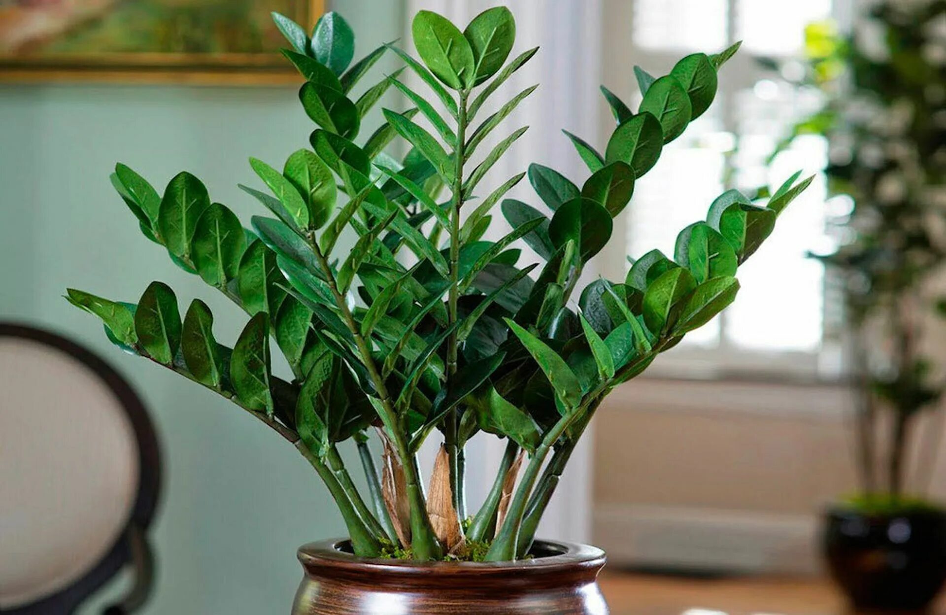 Zamioculcas žloutne, i když je správně zalévaný? Důvod vás možná překvapí