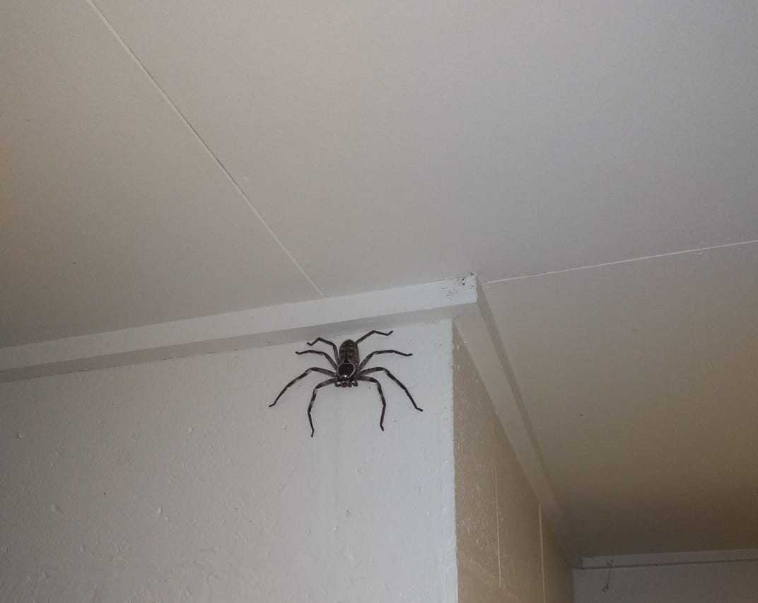 Máte dost pavouků, kteří zaplavili váš dům? Zasaďte tuto pokojovou rostlinu na podzim a už je nikdy neuvidíte!