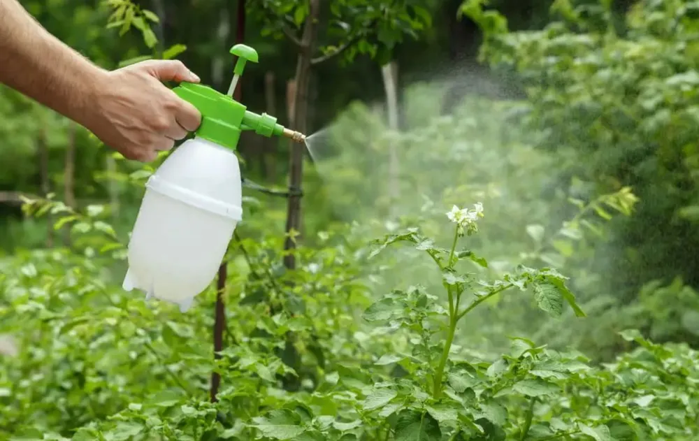 S těmito dvěma přírodními ingrediencemi získáte přírodní hnojivo pro rostliny na jaro