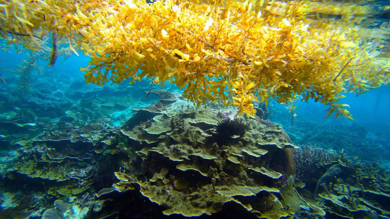Podivná hnědá skvrna se již mnoho let šíří po Atlantském oceánu, a to není příliš dobré znamení.