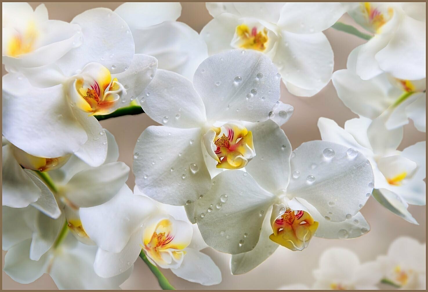 Kde je nejlepší umístit orchidej?