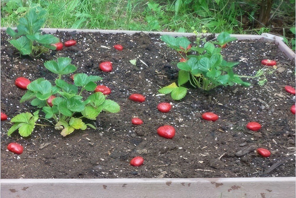 Žádné pesticidy, žádné pasti: vynalézavý trik babičky, jak odstrašit ptáky ze své zahrady