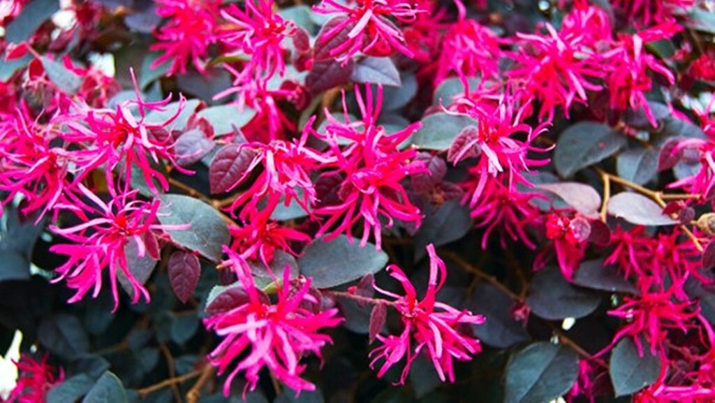 Jeho květy připomínají konfety, které pokrývají zahradu v pozdní zimě. Nyní je nejlepší čas na výsadbu.