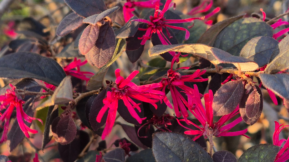 Jeho květy připomínají konfety, které pokrývají zahradu v pozdní zimě. Nyní je nejlepší čas na výsadbu.