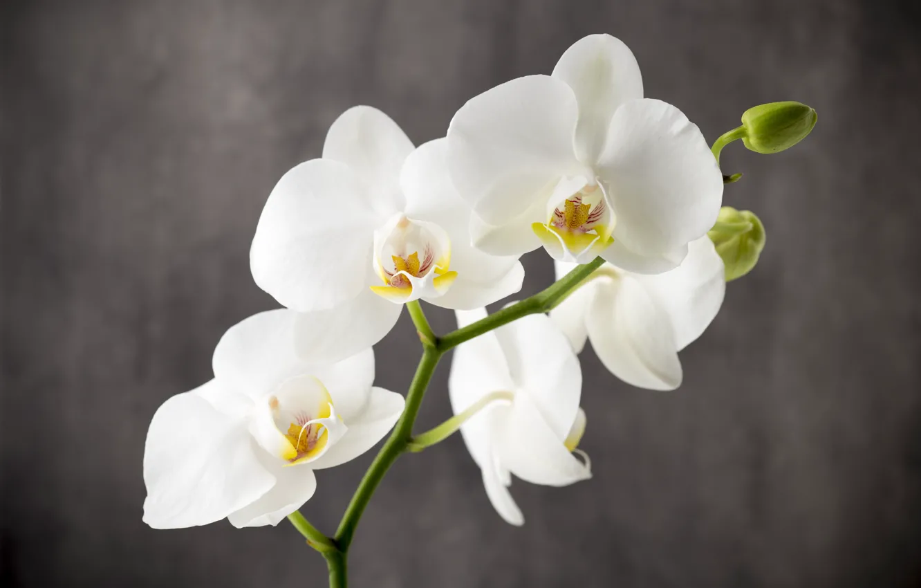 Kde je nejlepší umístit orchidej?