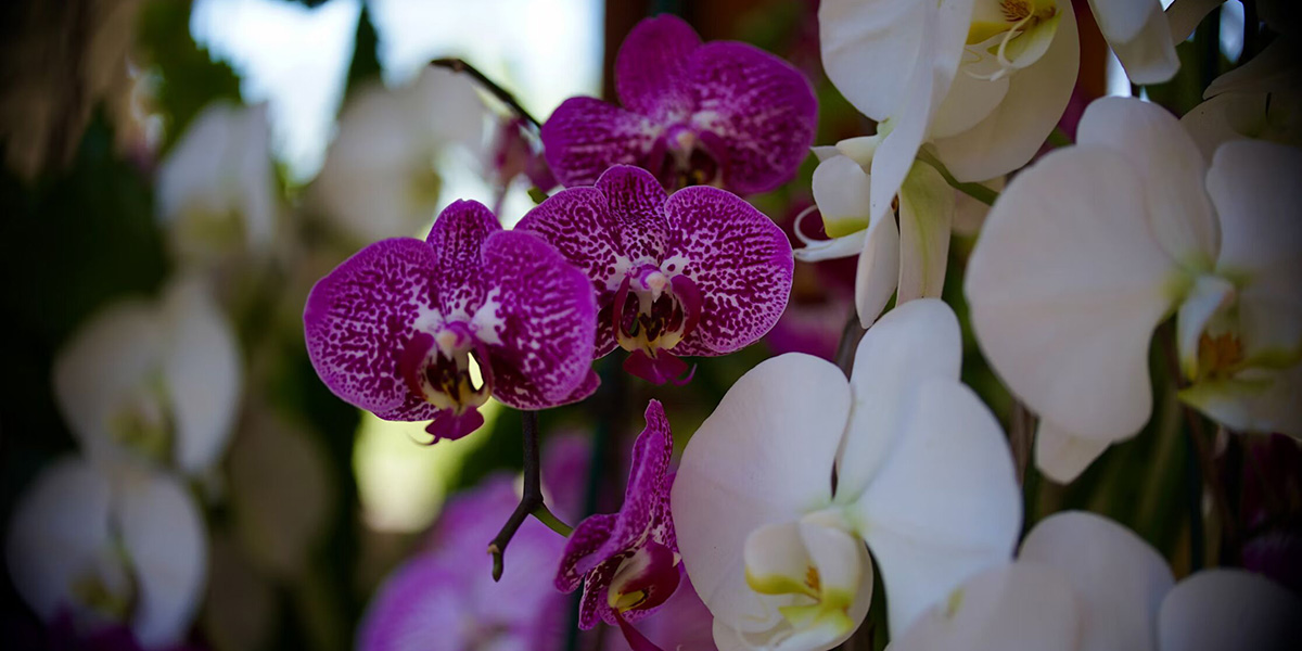 Postříkejte kořeny přípravkem z lékárny. Orchidej bude kvést jako dřív