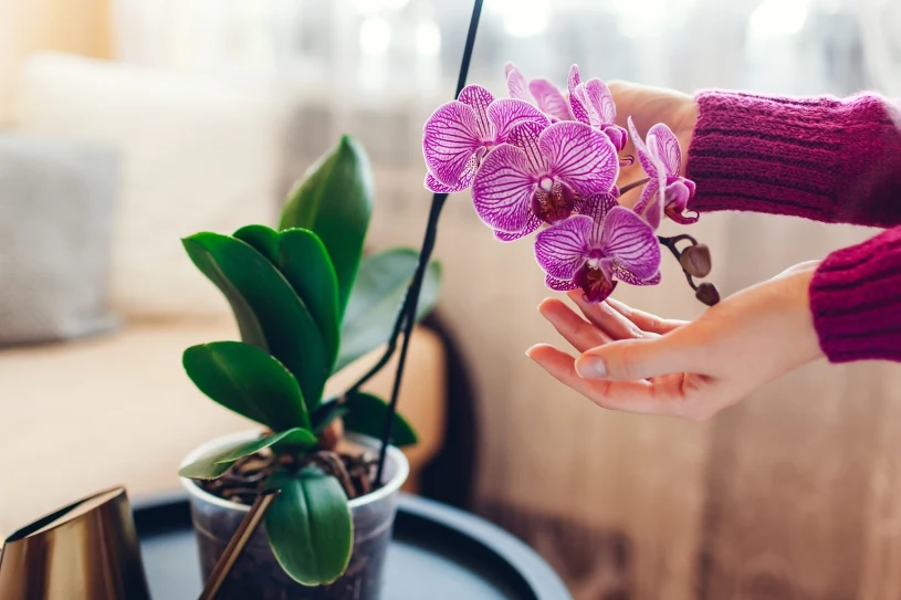 Zalévejte orchideje touto vodou. Listy budou zdravé a získají krásnou barvu