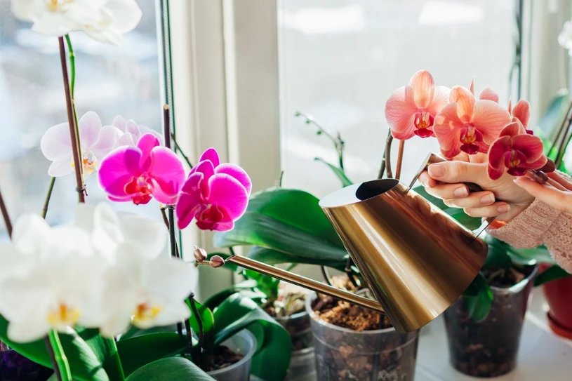 Zalévejte orchideje touto vodou. Listy budou zdravé a získají krásnou barvu