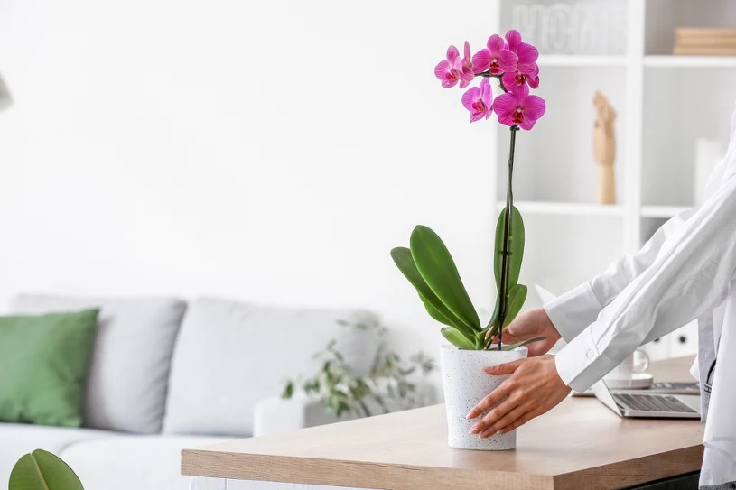 Místo toho, abyste jej vložili do sklenice, umístěte jej do květináče s orchidejí. Bude kvést jako nikdy předtím.