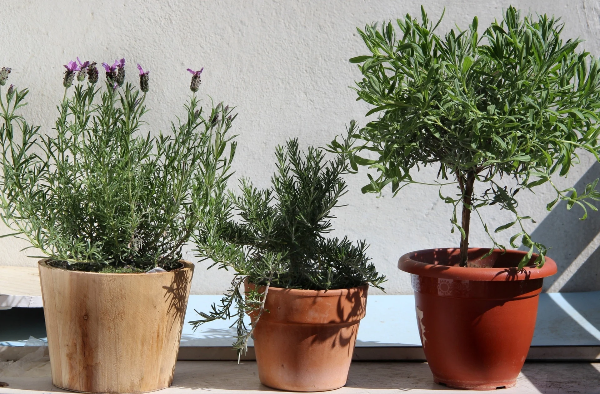 Jak zajistit levanduli zimní úkryt na balkóně nebo terase? Chraňte ji a na jaře opět zazelená.