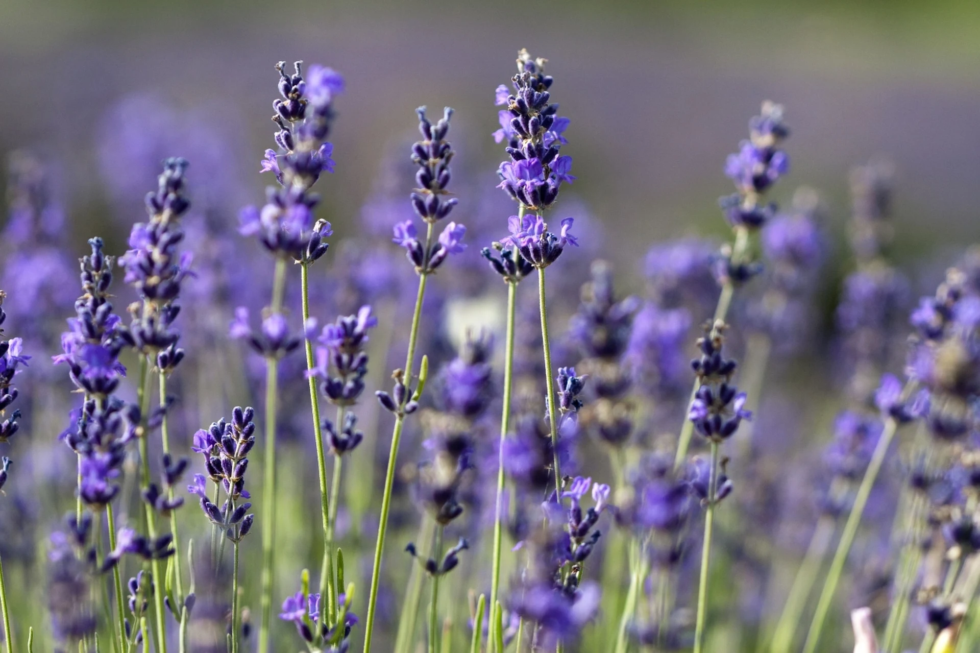Jak zajistit levanduli zimní úkryt na balkóně nebo terase? Chraňte ji a na jaře opět zazelená.