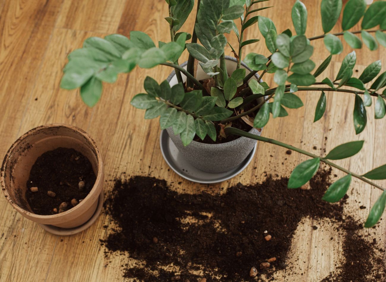 To je nejlepší způsob, jak se zbavit mušek. Posypte jím květináč a problém s létajícími muškami bude vyřešen.