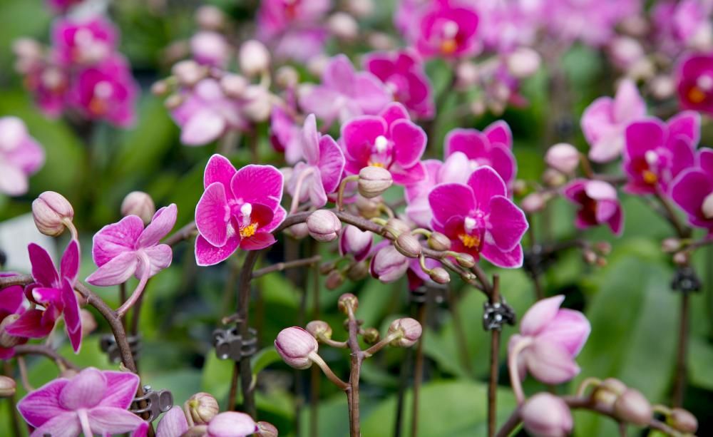 Tady je tajemství krásných orchidejí! Poupata rostou díky jedné ingredienci.
