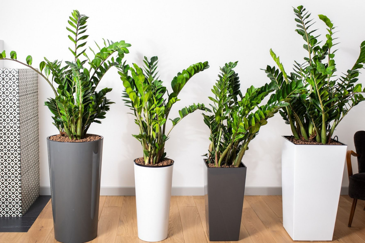 Zamioculcas poroste rychleji než kdykoli předtím. Stačí jedno ze tří domácích hnojiv.