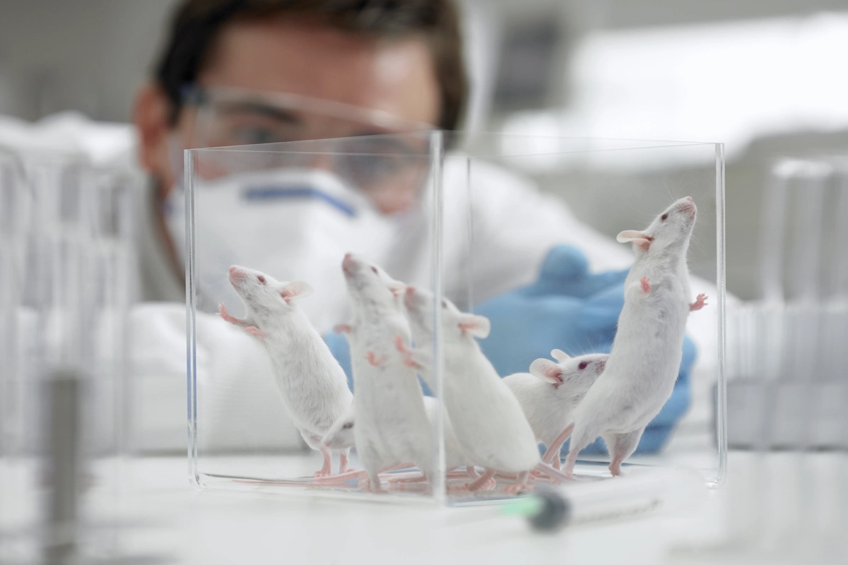 Čínští vědci odhalili tajemství neuvěřitelné dlouhověkosti myší v jejich DNA