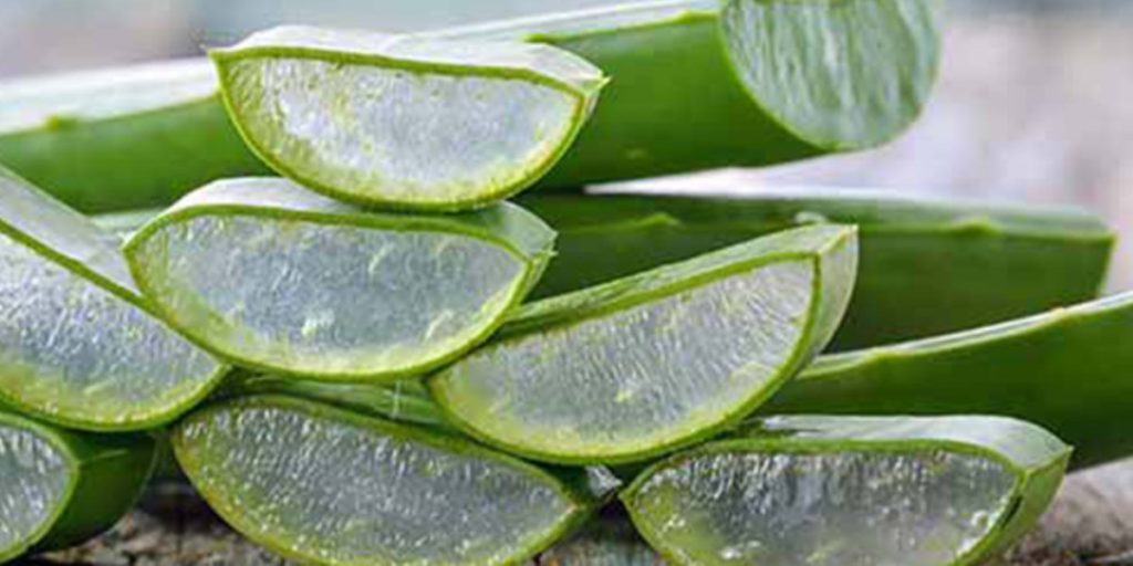 Objevte sílu aloe vera: přírodní gel pro hydrataci, hojení zánětů a omlazení vaší pokožky.