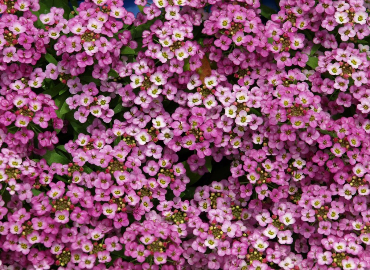 Jaké květiny lze vysévat na podzim? Dobrá půda a umístění – důležité prvky pěstování