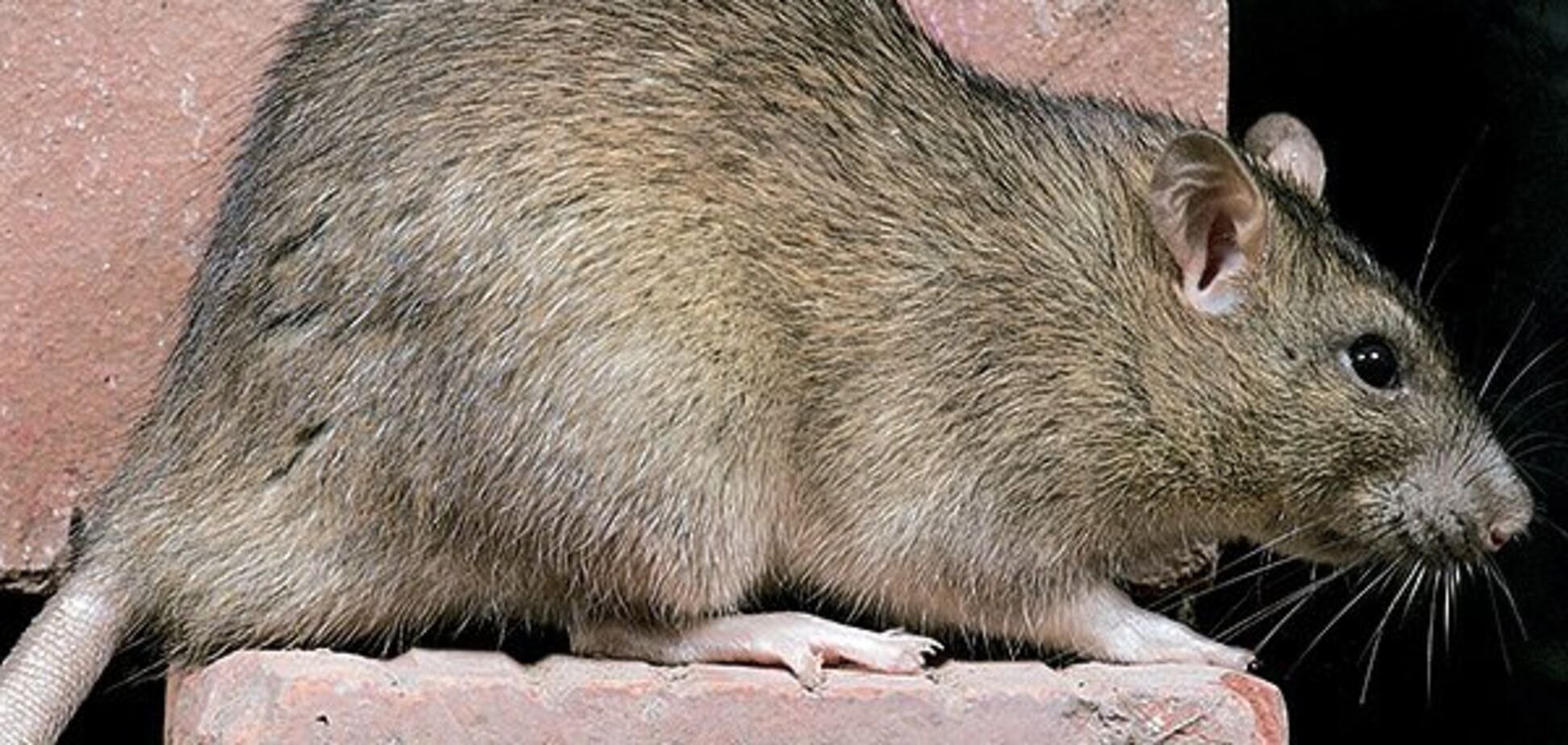 Navždy zapomenou cestu: co dát do sklepa na ochranu před myšími a krysami – nejlepší ochrana