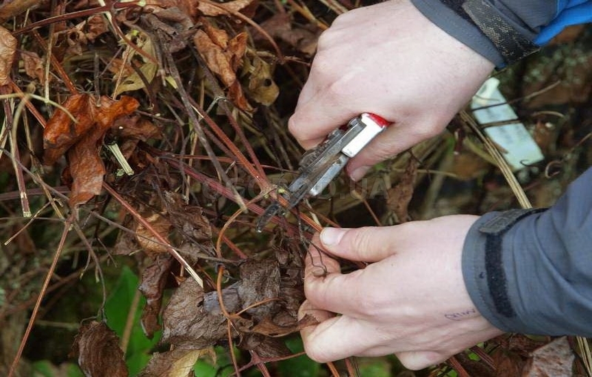 Tyto rostliny a keře je třeba prořezat v říjnu; na jaře pak budou lépe růst.
