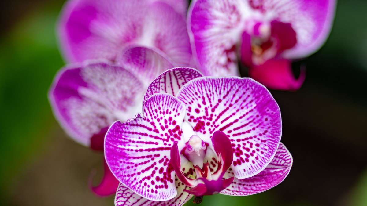 Tady je tajemství krásných orchidejí! Poupata rostou díky jedné ingredienci.