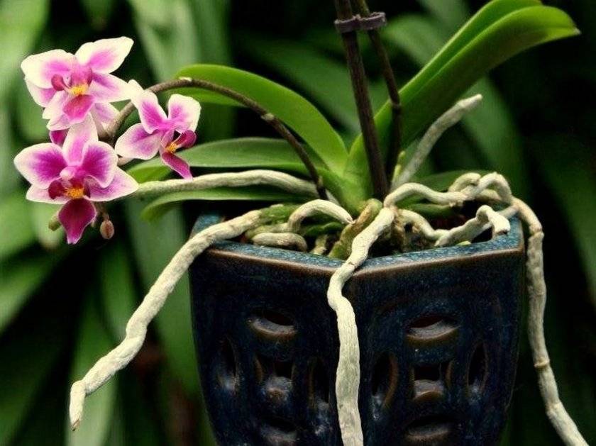 Je třeba zastřihnout vzdušné kořeny orchidejí?