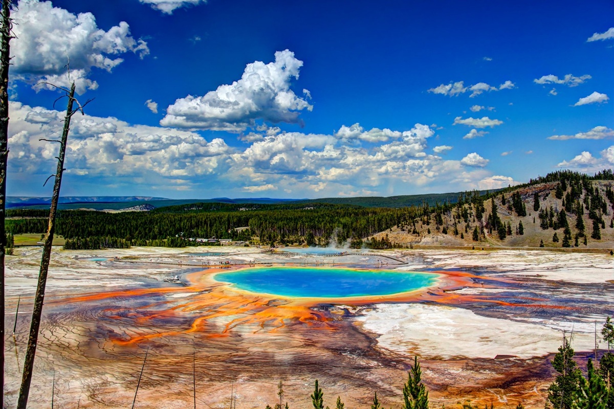 Vědci jsou v šoku: v Yellowstonském parku se znovu objevili vlci a poprvé za 80 let vyrostly stromy.