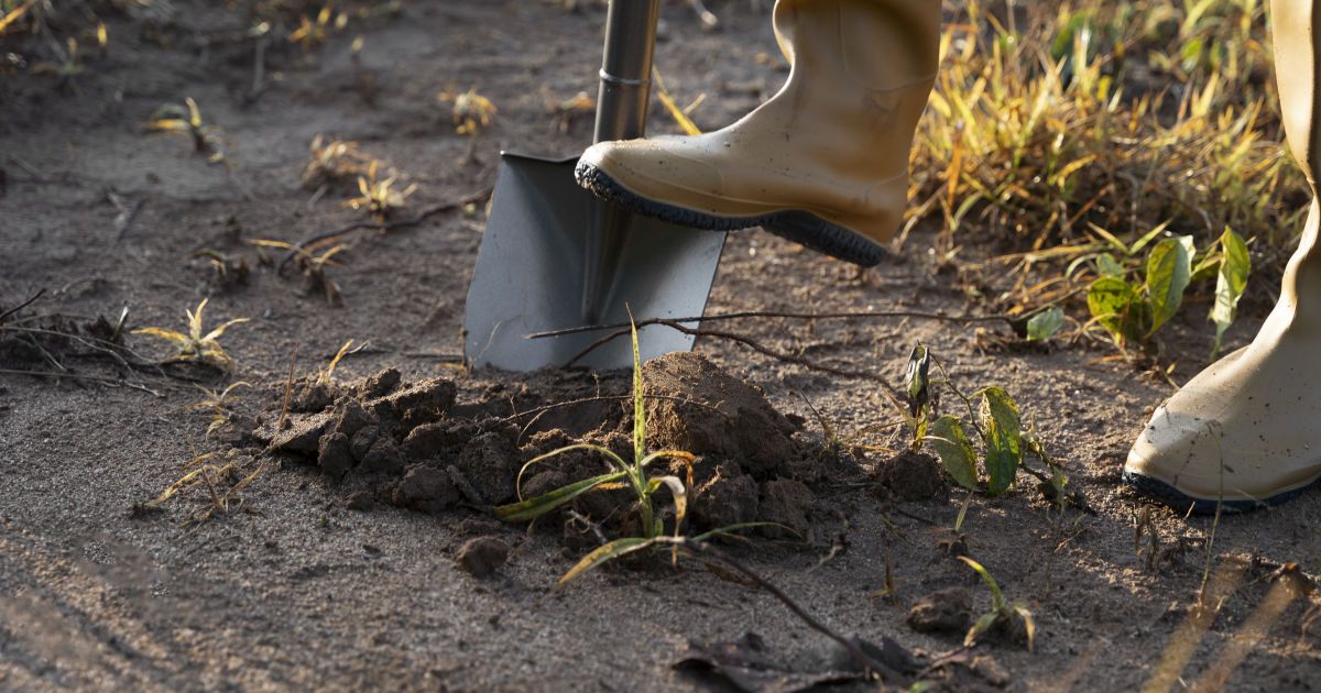 Je nutné na zimu překopat zahradu: profesionální agronomové dali definitivní odpověď