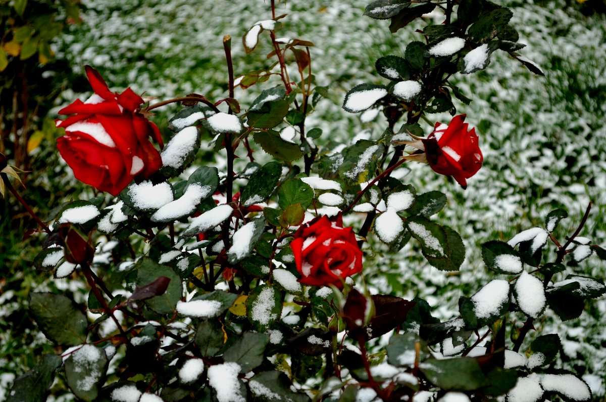 Jak správně stříhat růže, aby přežily zimu: odborník dal důležité rady