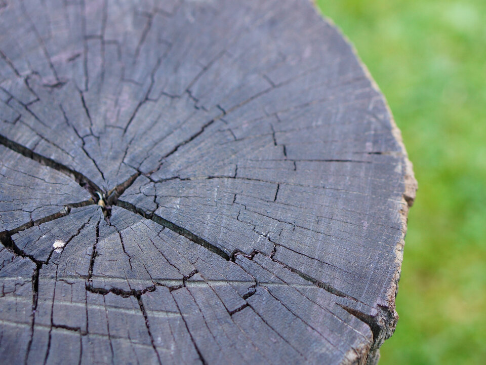 Vyvrtejte, zasypte a čekejte – pařez z pokáceného stromu zmizí sám od sebe.