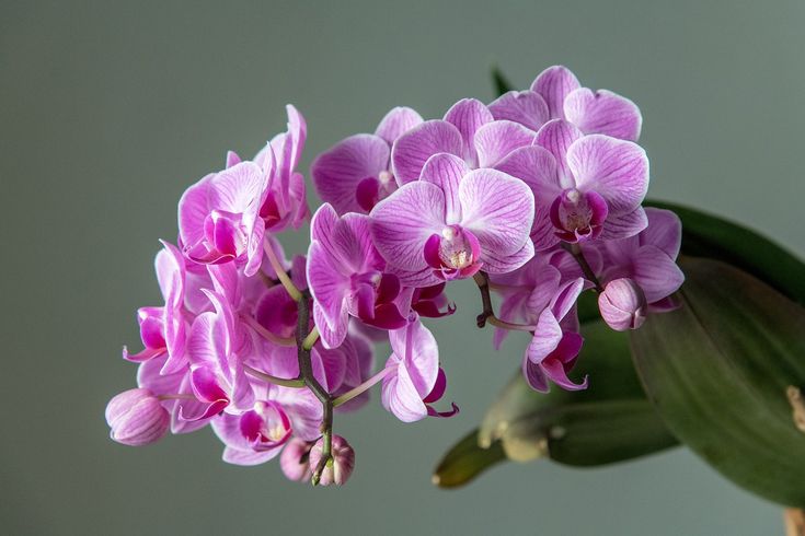 Chcete, aby orchidej kvetla bez přestání? Odborníci doporučují jednu nečekanou ingredienci z vaší kuchyně.