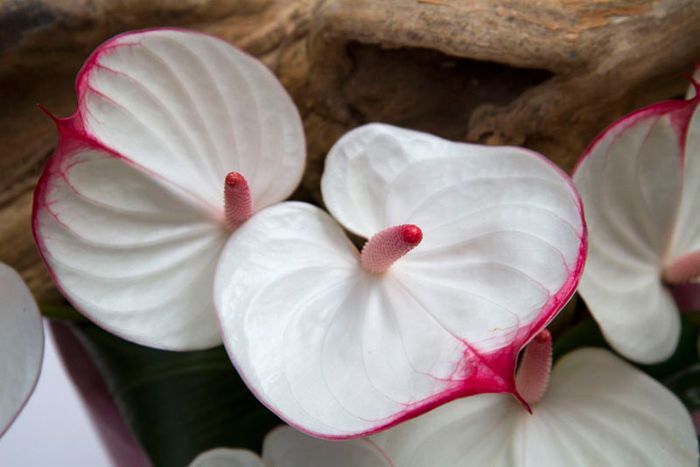 Anthurium vám bude vděčné za tento „chladicí“ trik. Znovu se pokryje květy.