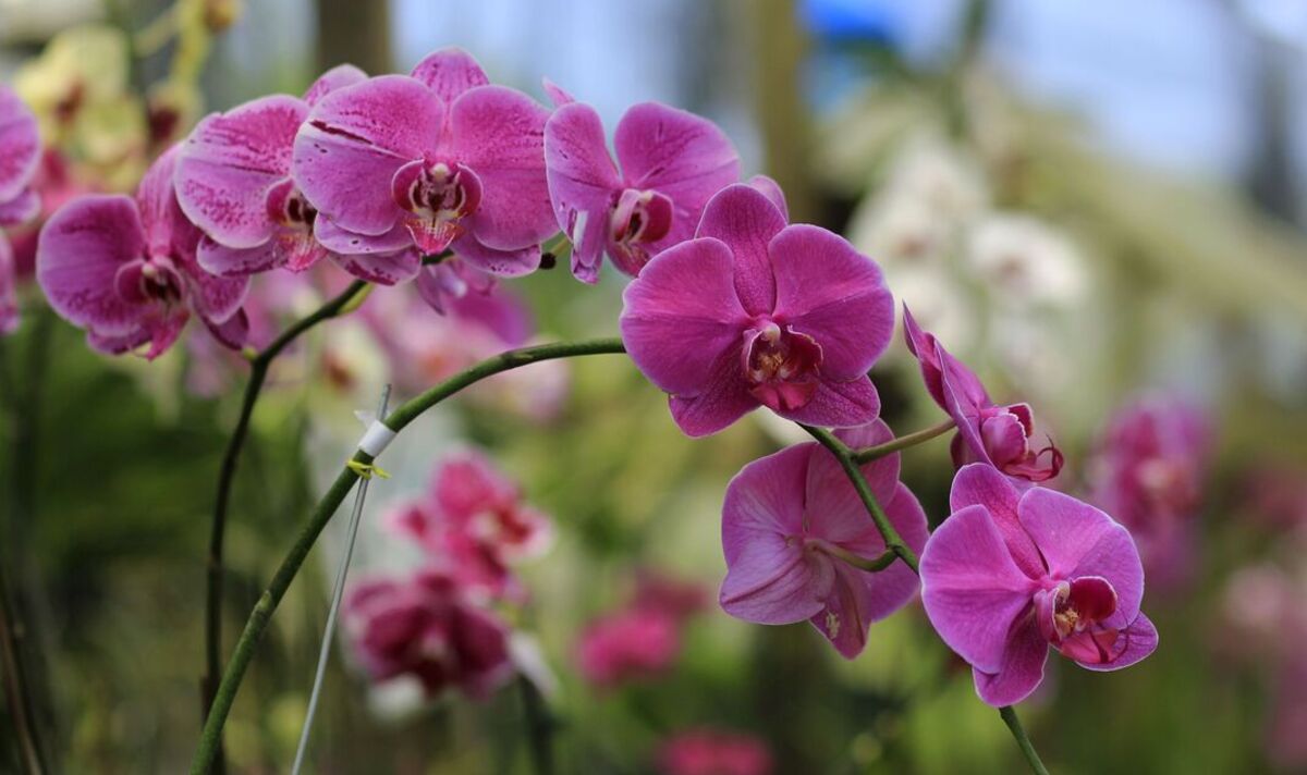 Do květináče přidávám dvě čajové lžičky tohoto koření. To stačí, aby orchideje byly poseté květy.