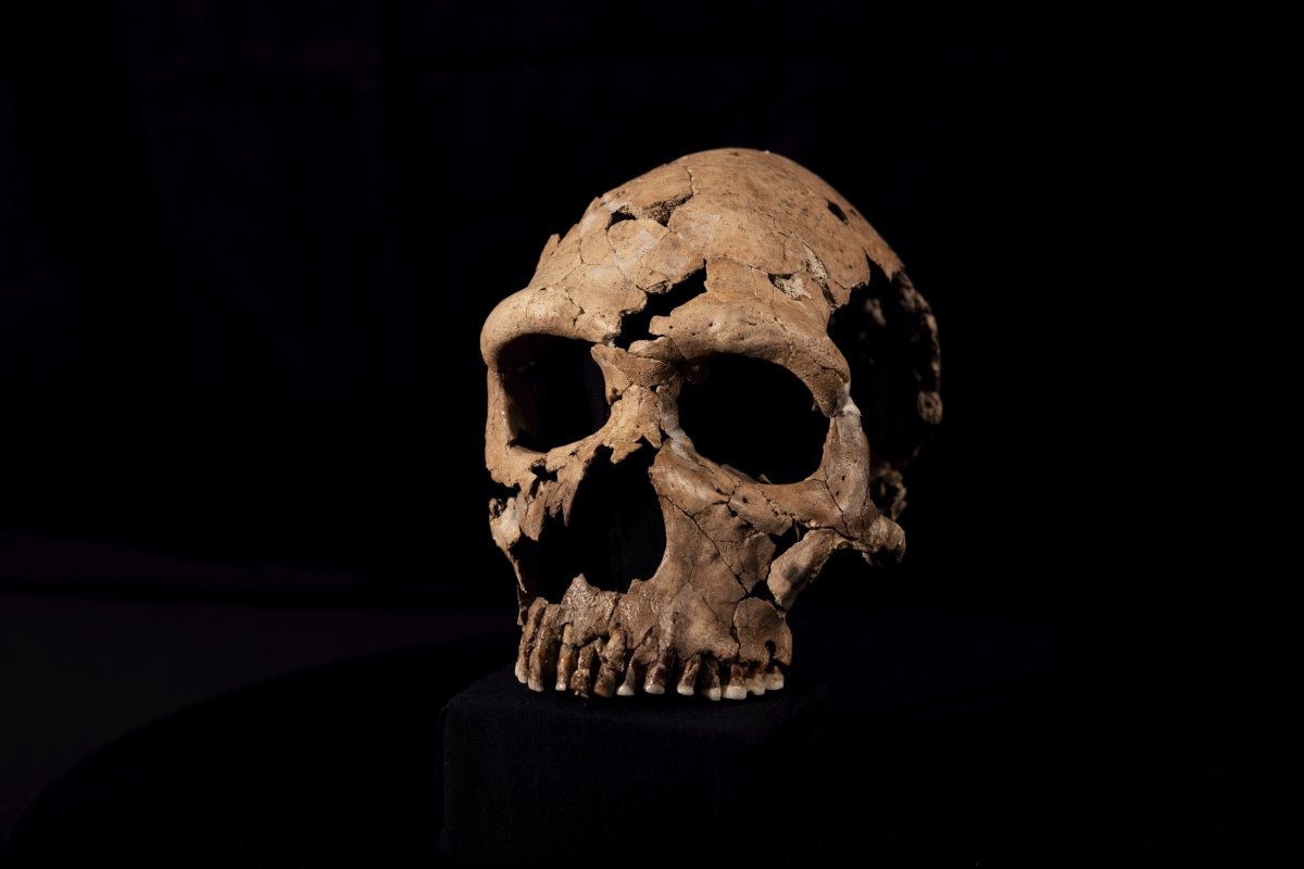 Nalezená lebka stará milion let může přepsat historii evoluce člověka
