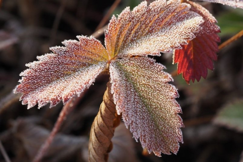 Na konci října zalévám jahody tímto hnojivem – a na jaře kvetou tak bohatě, že nejsou vidět listy